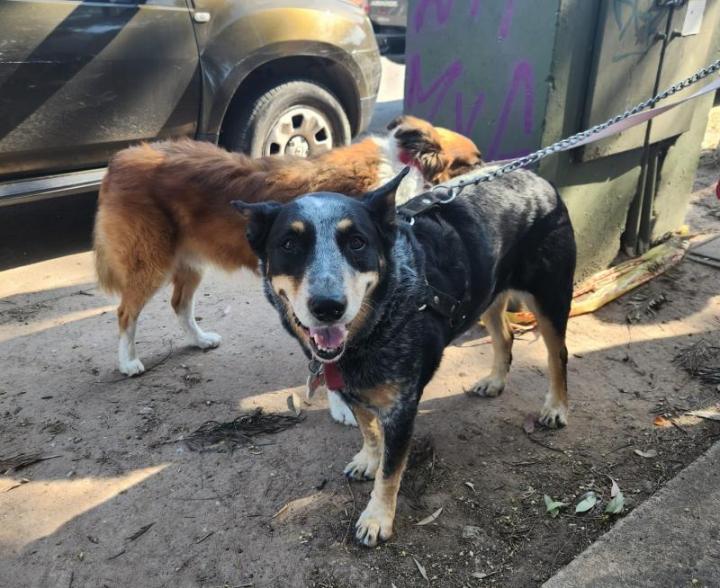 Esterilización de mascotas: hasta el 18/10 las Unidades Móviles atenderán en el predio de Policía Municipal y frente a la Escuela Araya