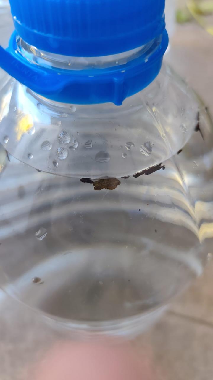 Vecinos denuncian que la Municipalidad distribuyó bidones con agua que contenían moscas y gusanos tras corte por hipercloración