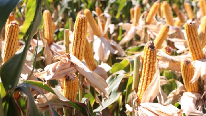 Avanza el financiamiento a productores para la siembra de trigo y maíz