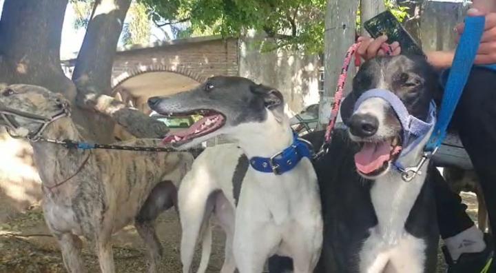 Un año de prisión en suspenso y multa para el organizador de la carrera de galgos intervenida por la policía