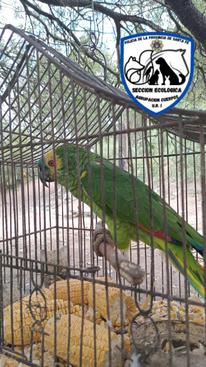 Policía Ecológica rescató ejemplares de aves de especies autóctonas protegidas