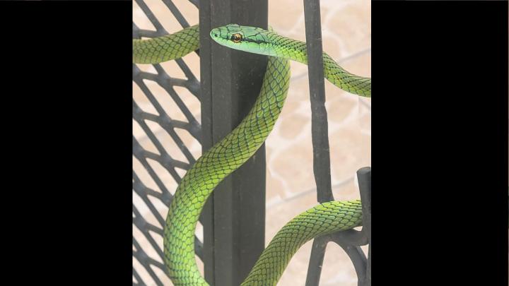 La Policía Ecológica rescató una llamativa serpiente de un domicilio de nuestra ciudad