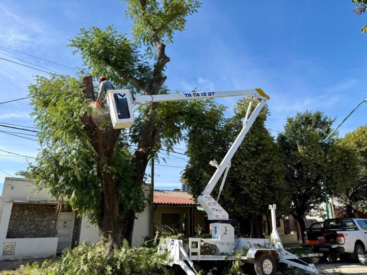 Se trabaja en el arbolado urbano